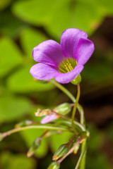 Fototapeta premium Tree leaf clover flower trefoil Trifolium - purple