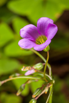 Tree leaf clover flower trefoil Trifolium - purple