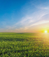 Green field of winter wheat, blue sky and sunset