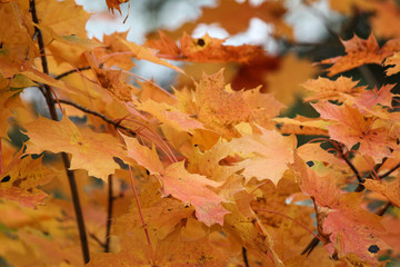 Fall Foliage, Finland - 180765666