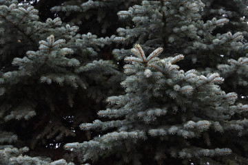Blue spruce background 5