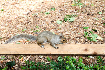 Squirrel in a park