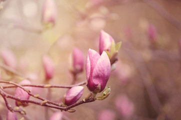 Close up picture of Magnolia flowers blooming in a spring. Hipster filtered squere photo with round bokeh background.