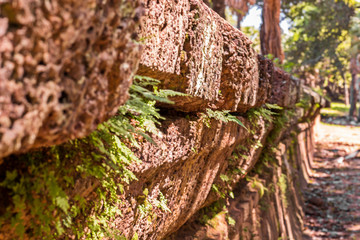 Tree growing through sand stone wall. Small tree-during the growth on old wall. growing through crack in old for life. 