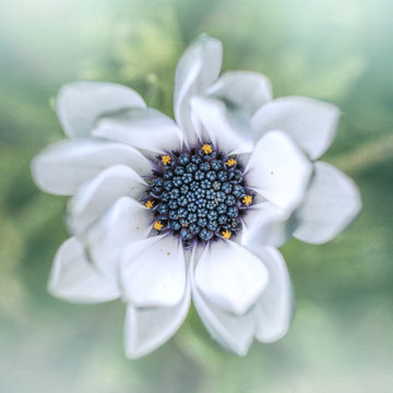 Fototapeta Close-up of a white flower