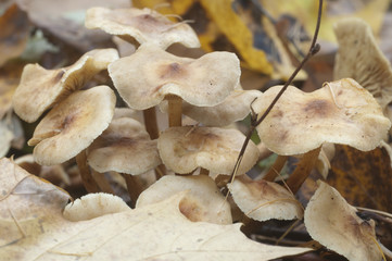 Pholiota lubrica mushrooms