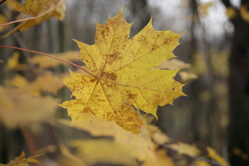 autumn leaves