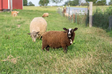 Young Finn Lamb Looking Up While Chewing Grass