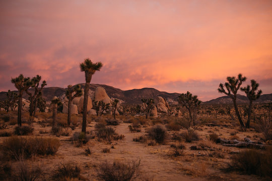 Joshua Tree Pink Sunset In The Hot Desert