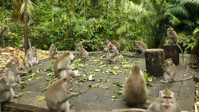 Wild monkeys are eating in Monkeyforest, Ubud, Bali, Indonesia