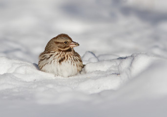 lincoln sparrow in winter