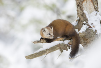 Pine marten (Martes americana) rests on a snow covered branch in Algonquin Park, Canada in winter