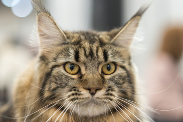 Portrait of brown-eyed cat