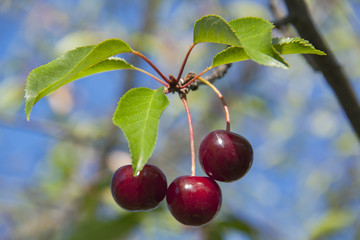 Red ripe cherries.