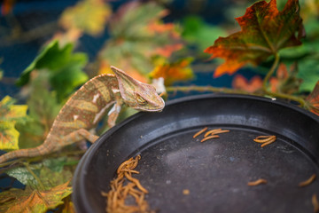chameleon