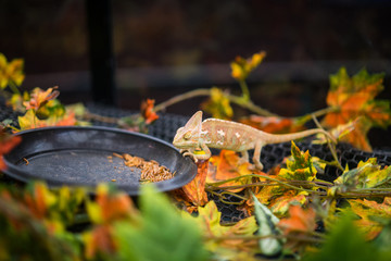 chameleon