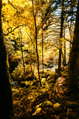Herbstwald im Murgtal