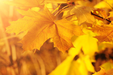 A maple leaf in the autumn forest with sunshine