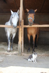 Лошади и кошка