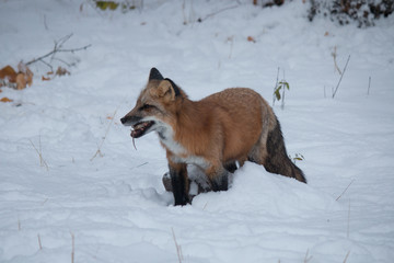 Red Fox