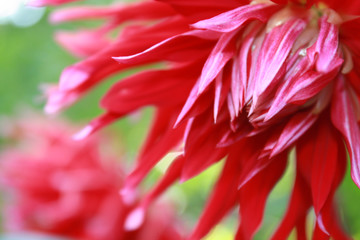 dahlia