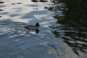 Утка плывет