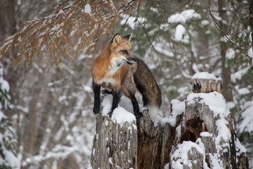 Red Fox