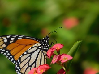 Fototapeta na wymiar Monarch Schmetterling auf Fuerteventura