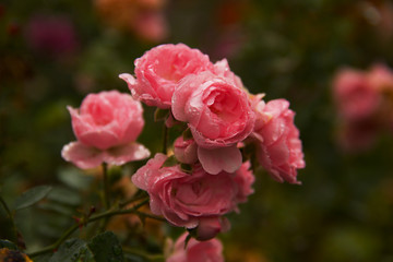 Roses in a botanic garden near Hyde Park after a rain, London