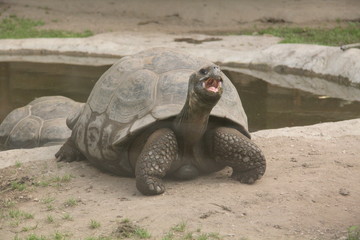 Черепаха сухопутная