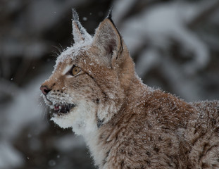Siberian Lynx Kitten