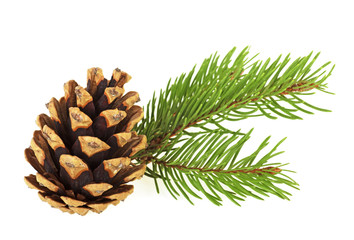 Christmas decoration - bunch of fir tree with cone isolated on white background