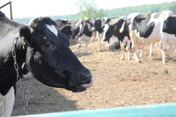 Голова коровы с высунутым языком