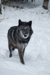 Obraz premium Tundra Wolf
