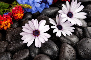 Beautiful white flowers with stones on dark background