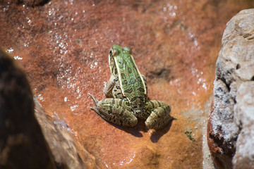 leopard frog
