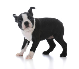 boston terrier puppy standing