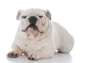 Fototapeta premium male english bulldog