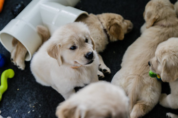 golden retriever puppies