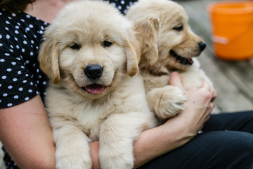 golden retriever puppies