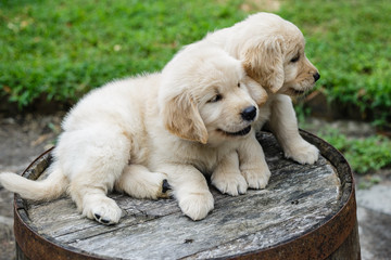 Golden Retriever Puppies	