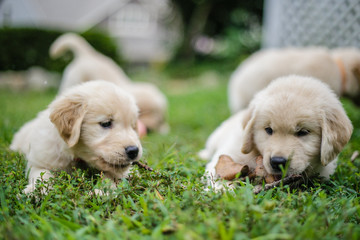 Golden Retriever Puppies