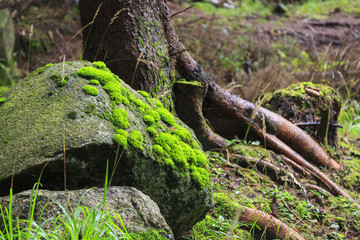 Green moos and lichens on rocks in mountain forest