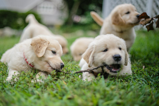 Golden Retriever Puppies