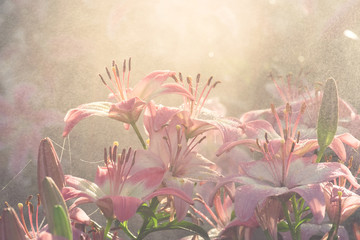 Pink lily in spray water and the mist in morning with warm sunlight. Nature background