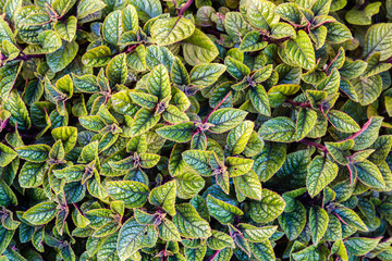 Obraz premium green leaf texture. Leaf texture background
