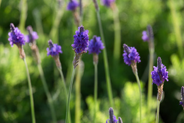 Closeup of purple lavender flowers in the field