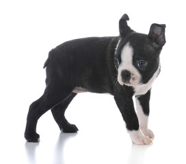 boston terrier puppy