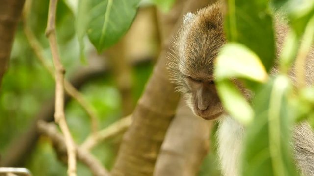 Close up Macaque monkey eating in Monkeyforest, Ubud, Bali