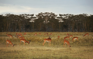 Grupo de impulsa comiendo en Masai Mara